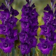 Гладиолус Purple Flora /3 шт/