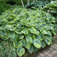 Хоста Tokudama Flavocircinalis /1 шт/