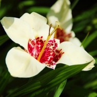 Тигридия Alba Grandiflora /5 шт/