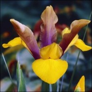 Ирис Hollandica Purple-Bronze-Yellow /5 шт/
