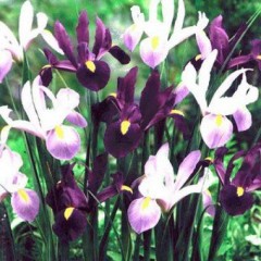 Ирис Hollandica Purple Lavender Mix /10 шт/