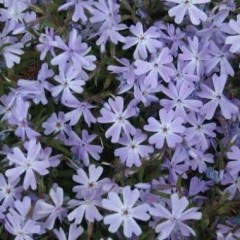 Флокс Early Spring Lavender /1 шт/