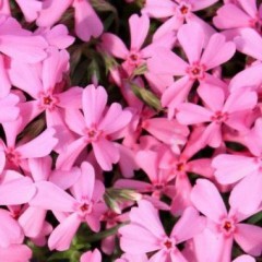 Флокс Early Spring Light Pink /1 шт/