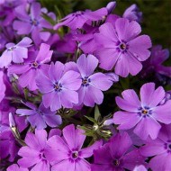 Флокс Early Spring Purple /1 шт/