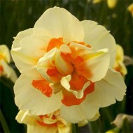 Нарцисс Flower Parade /3 луковицы/ *Голландия*