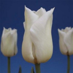 Тюльпан Agrass White /3 луковицы/ *Голландия*