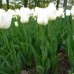 Тюльпан Agrass White /3 луковицы/ *Голландия*